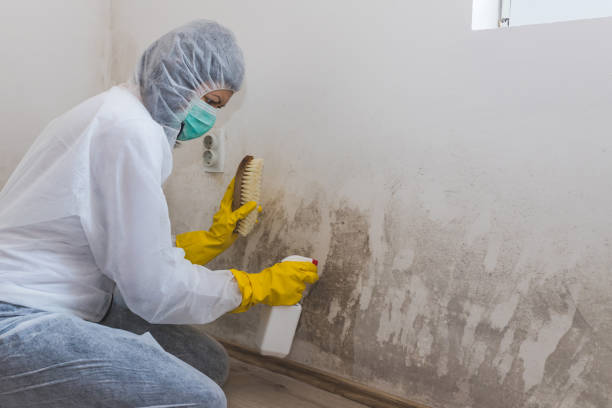 Best Airborne Mold Testing  in Wayland, MI