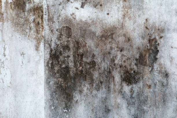Best Mold Odor Removal Services  in Wayland, MI