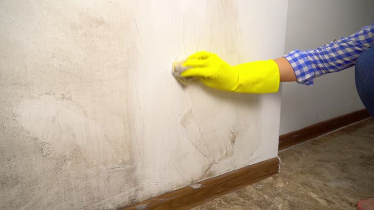 Best Crawl Space Mold Remediation  in Wayland, MI