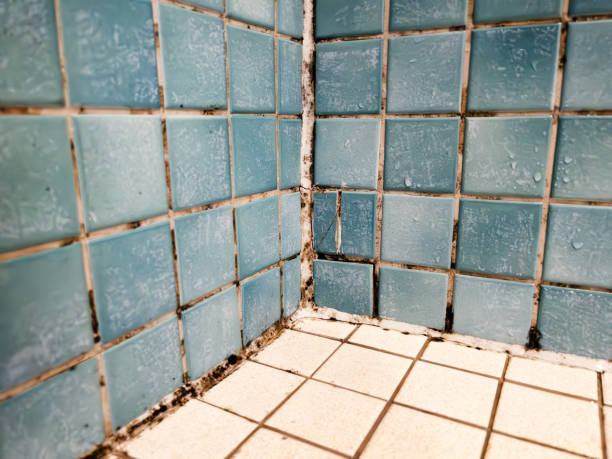 Best Mold Remediation for Healthcare Facilities  in Wayland, MI
