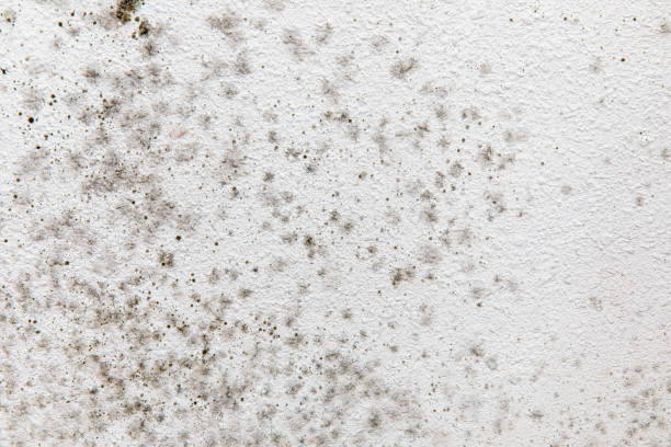 Best HVAC Mold Inspection and Cleaning  in Wayland, MI