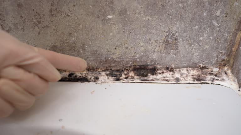 Best Industrial Mold Remediation  in Wayland, MI