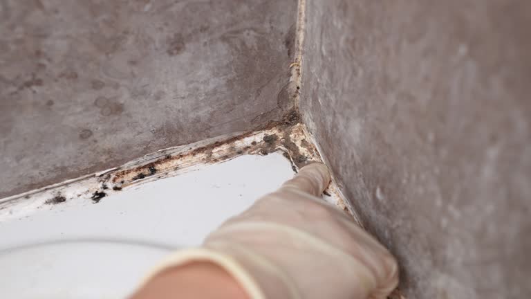 Best Post-Remediation Verification Testing  in Wayland, MI