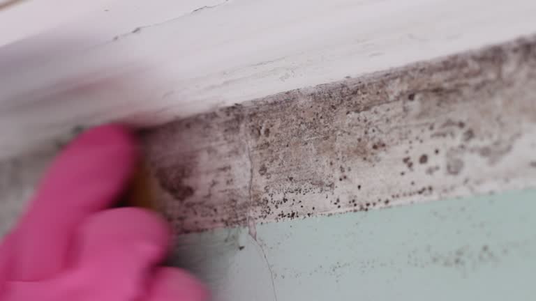 Best Mold Documentation for Insurance Claims  in Wayland, MI